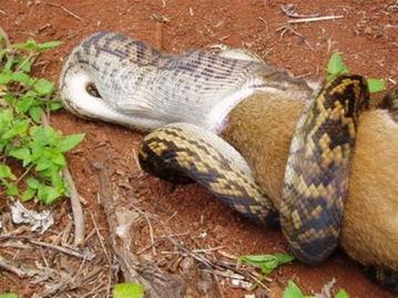 吞噬巨蟒吃瓜视频大全集,惊心动魄的捕食瞬间大盘点