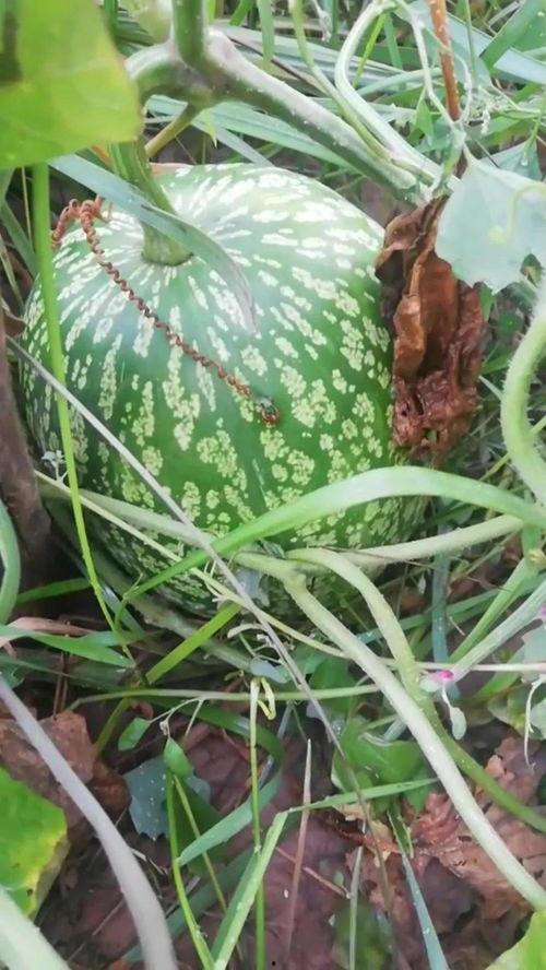 看瓜和吃瓜古诗大全视频,探寻“看瓜”与“吃瓜”的古典诗意