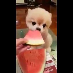 萌宠吃瓜超可爱视频大全,可爱指数爆表！