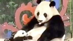 老年人搞笑视频吃瓜